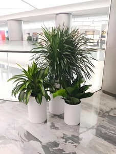 宁波前湾花卉租赁专业